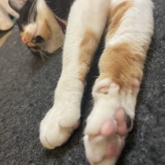 ネムネコショップからはじめまして